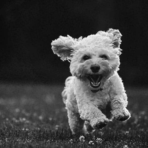 happy dog happy dog