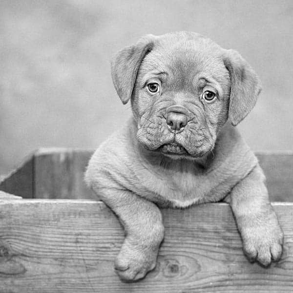 puppy puppy