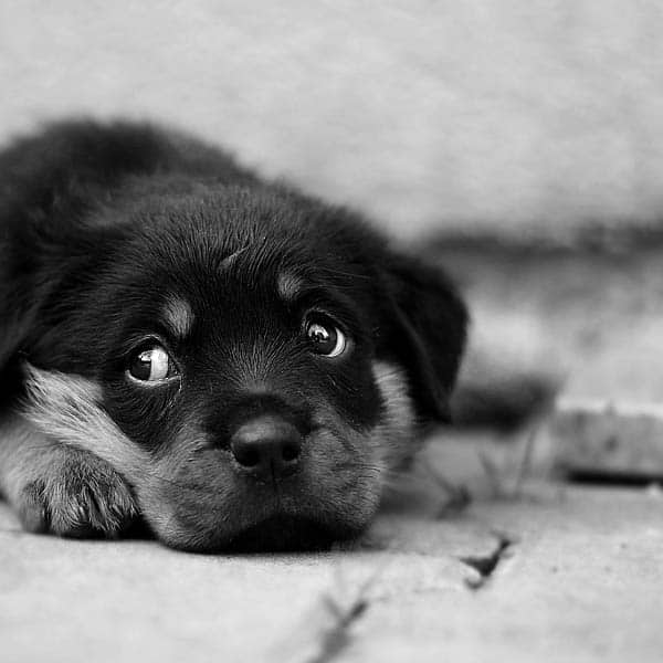 sad dog Sad dog